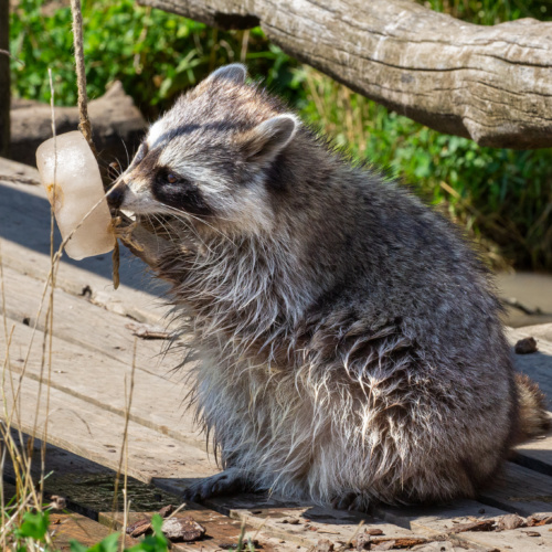 Comment les animaux résistent aux fortes chaleurs ?