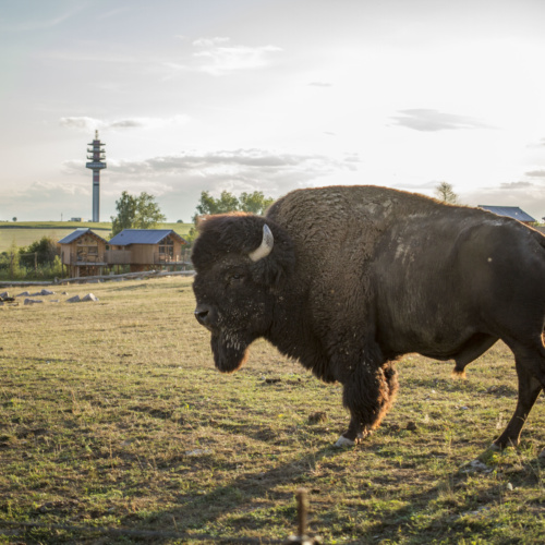 Quelle est la différence entre le bison d&rsquo;Europe et le bison d&rsquo;Amérique ?