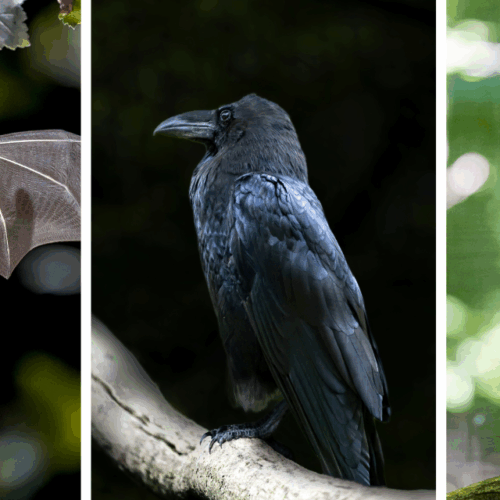 Les animaux mal-aimés : entre sortilèges et vérités sur les créatures incomprises