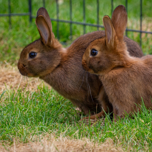 Lièvre ou lapin : quelle est la différence ? Ou comment le reconnaitre ?