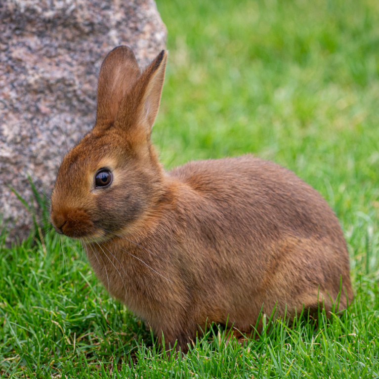 Lapin brun marron de Lorraine