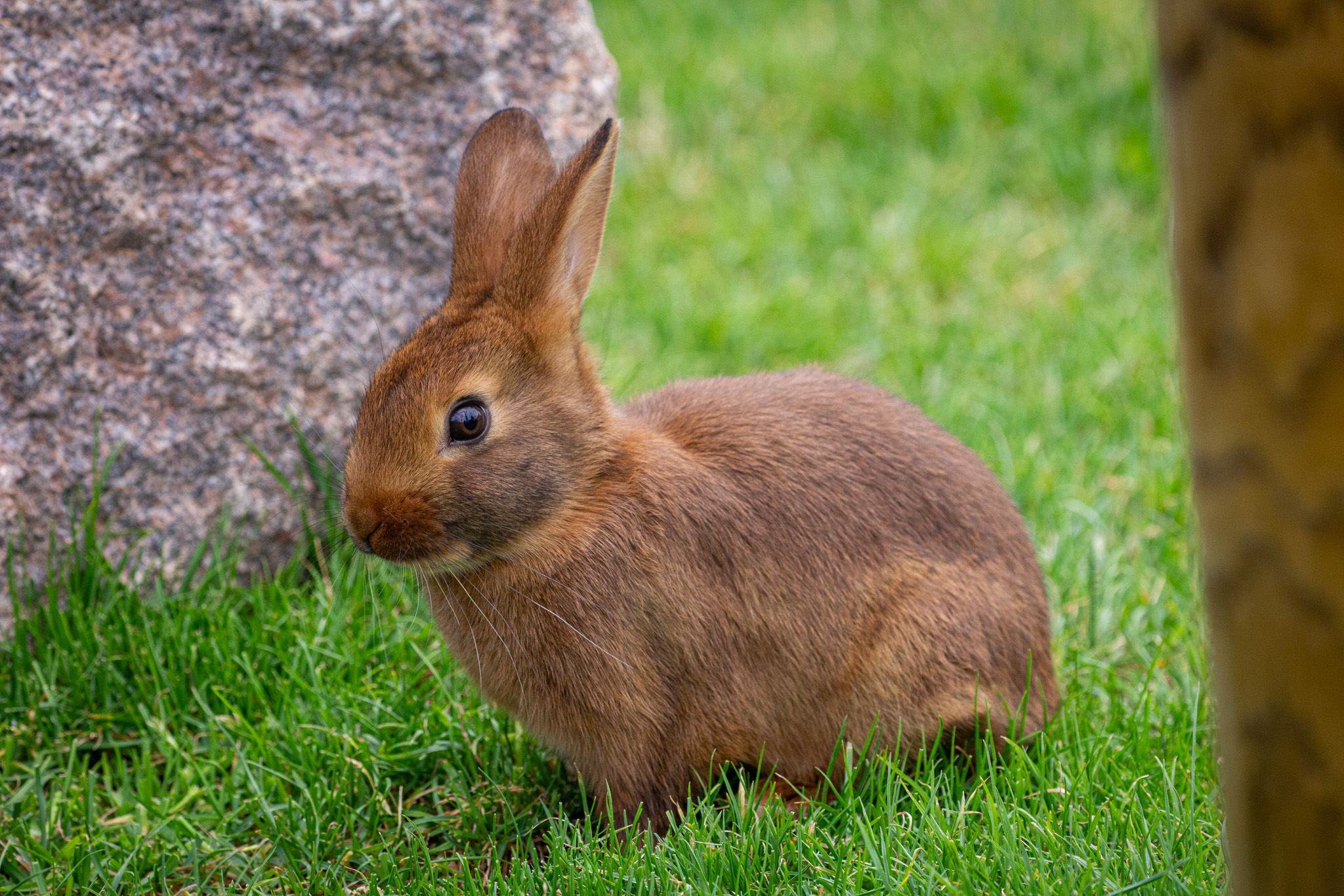 Lorraine Brown Rabbit | Parc Animalier Sainte-Croix