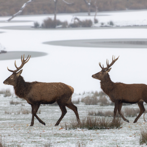 Vivez une escapade en couple au rythme de la saison des amours