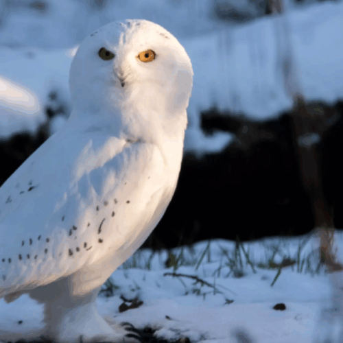  Les espèces menacées par les hivers trop doux : quand la nature perd ses repères