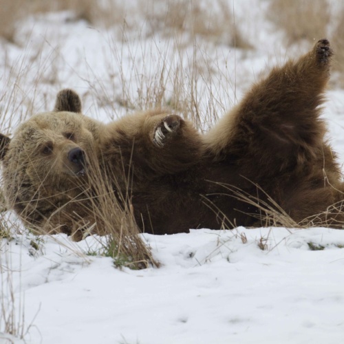 Idées reçues sur les animaux en hiver : démêlons le vrai du faux