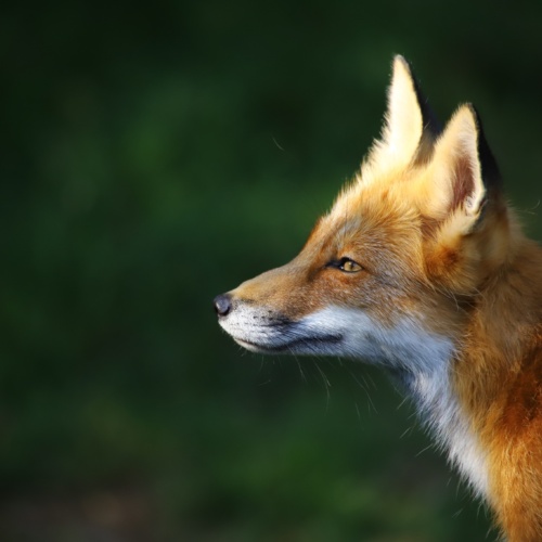 Le renard roux en France : une espèce nuisible ?