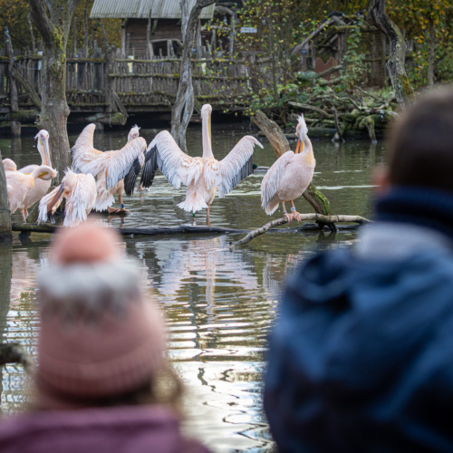 Vacances d’hiver en famille : une aventure nature au Parc