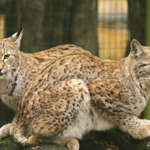 Vivez les vacances d’hiver au rythme de la saison des amours.