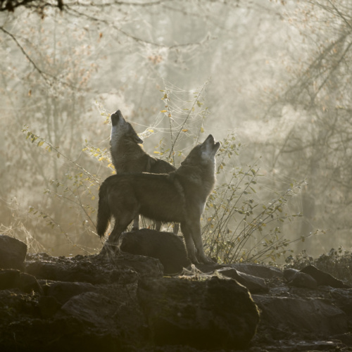 La saison des amours en hiver : comprendre la période de reproduction chez les animaux