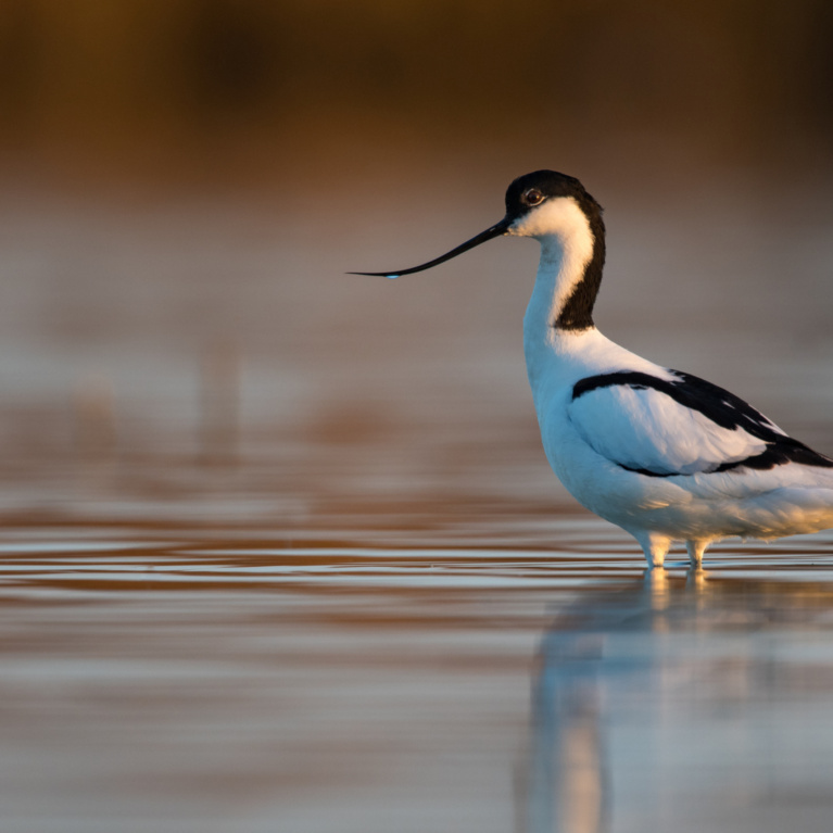 Avocette élégante