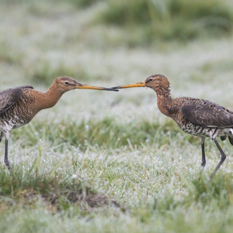 Barge à queue noire