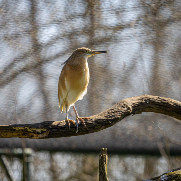 Heron crabier chevelu