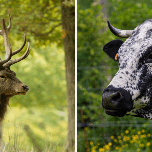 Tout savoir sur la différence entre les bois et les cornes