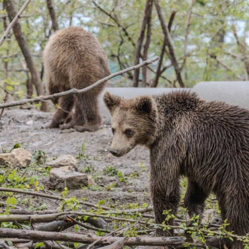 Anita, Alexandra, Chance et Thomas : quatre ours des Carpates font leur arrivée à Sainte-Croix