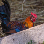 coq ardennais