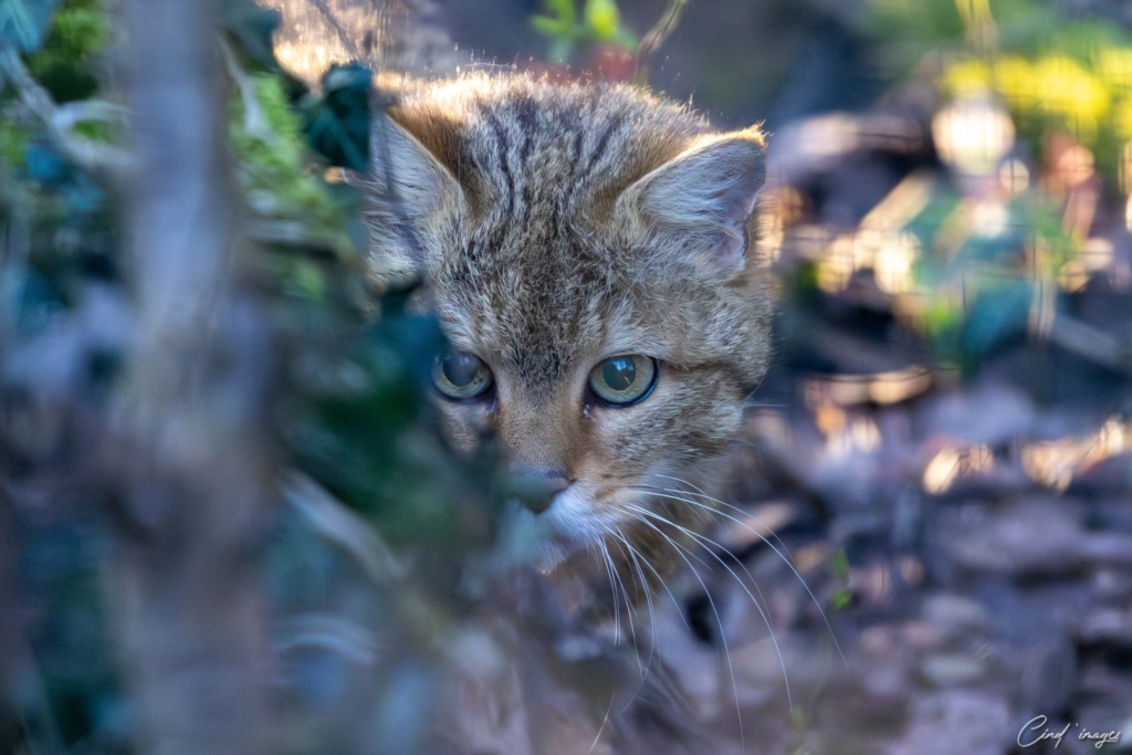 Chat forestier