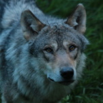 appel nocturne du loup