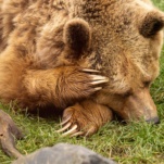 Ours brun
