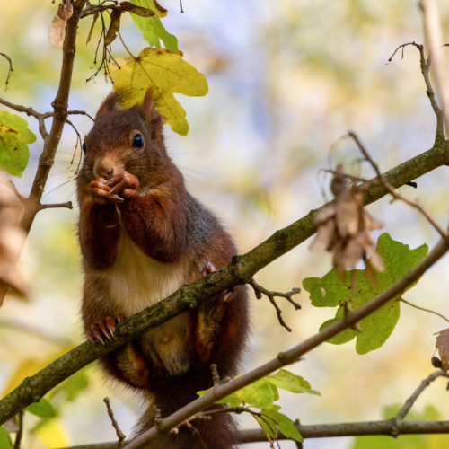Les bons gestes pour préserver la faune sauvage pendant l’été