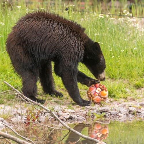 Le onze de rêve du Parc de Sainte-Croix : nos animaux se mettent au foot