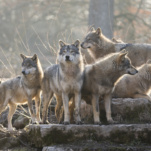 meute de loup