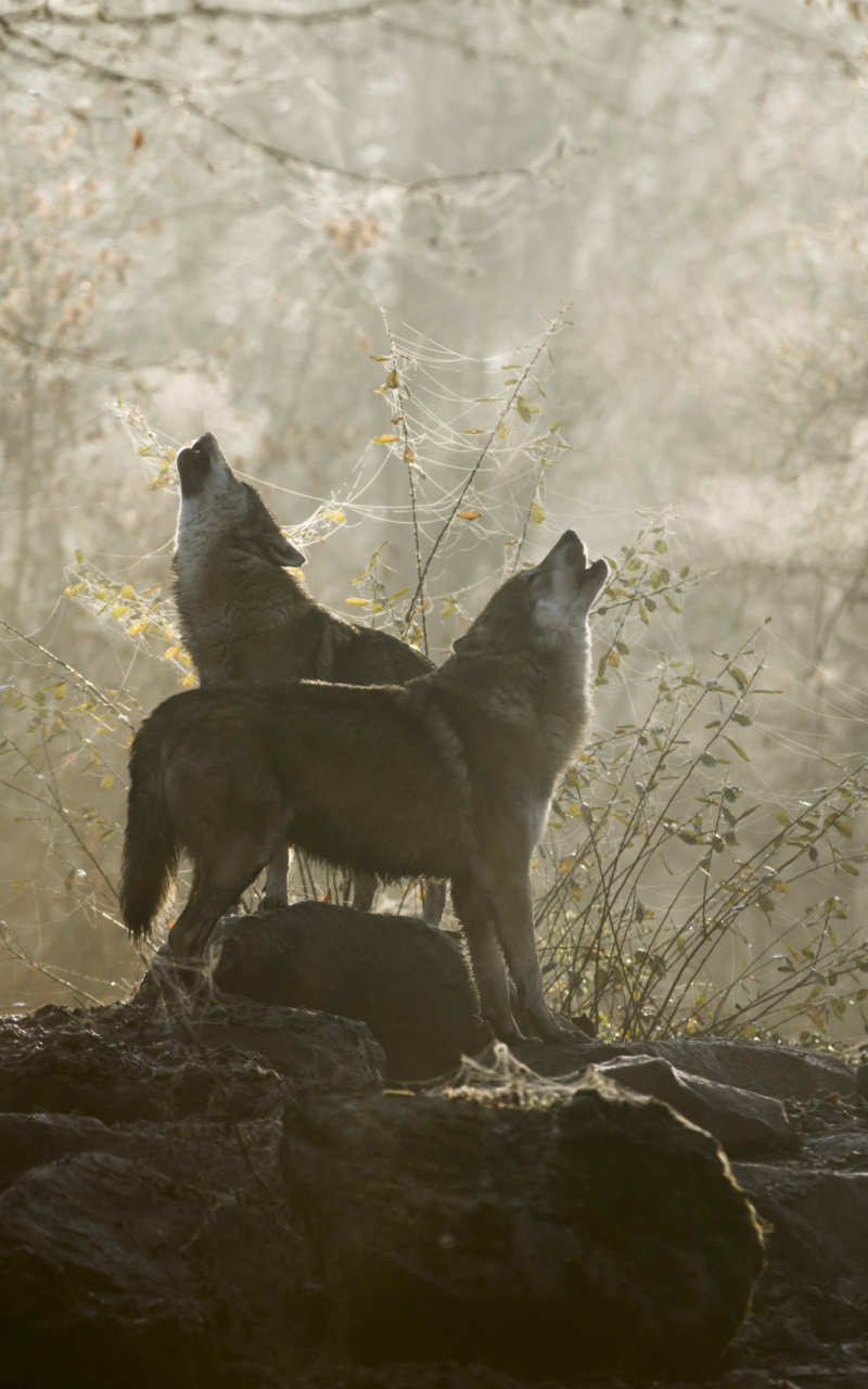 Appel Nocturne du loup