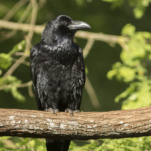Grand corbeau Parc de Sainte-Croix supporter Coupe du Monde