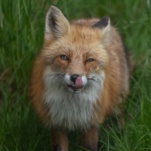 renard roux