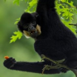 Gibbon à favoris roux Parc de Sainte-Croix supporter Coupe du Monde