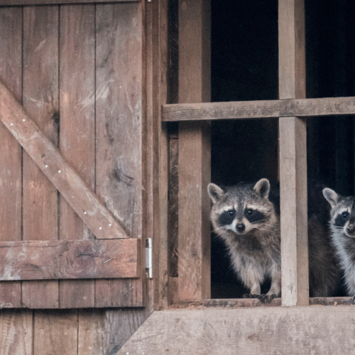 Coupe du Monde 2026 : quel supporter serait chaque animal du Parc de Sainte-Croix ?