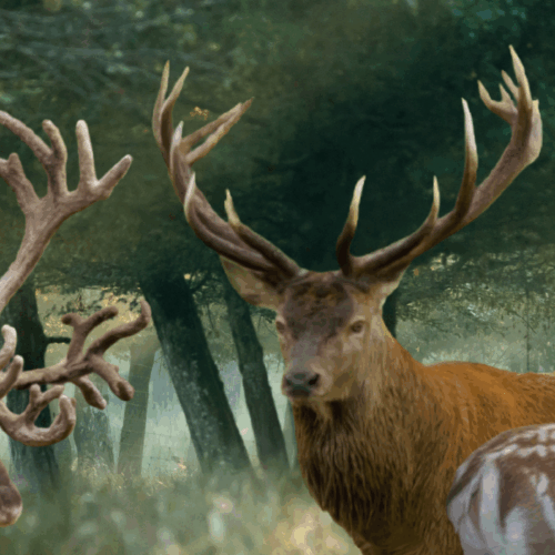Le brame et le rut des cervidés : cerf, daim et renne