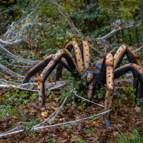 Insectes et Halloween : ces petites bêtes qui font peur… mais qui nous sont indispensables